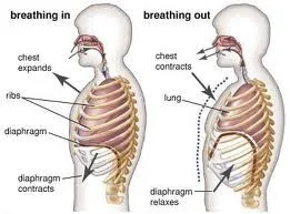Breathing in Breathing out Illustration Diagram