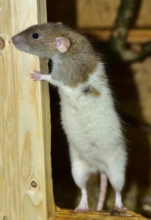 Rat